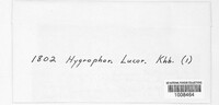 Hygrophorus lucorum image